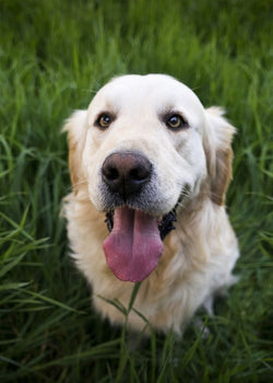 Allergies in dogs