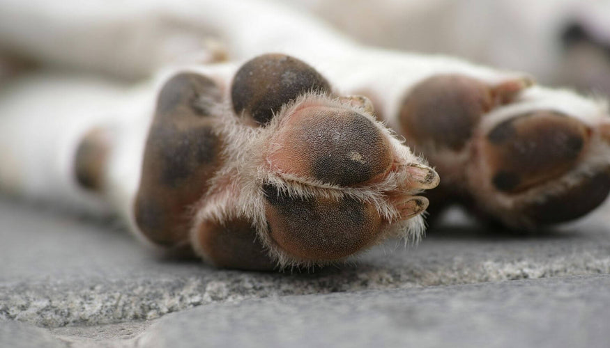 How to help dogs’ dry and cracked paws?