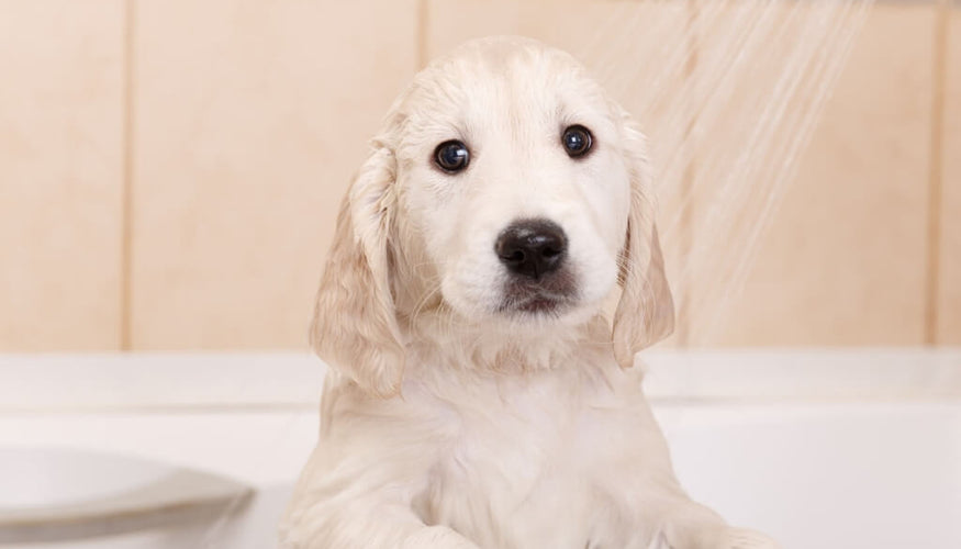 The best ways to keep your dog smelling fresh every day