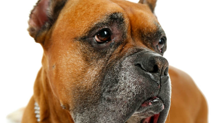 How to help your dog’s dry nose?