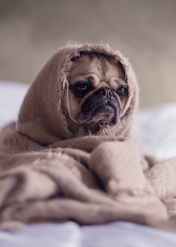 4 ways to stop diarrhea in a dog