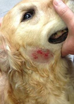 How to heal hot spots in dogs?