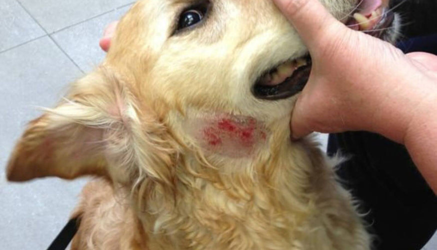 How to heal hot spots in dogs?