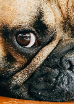 What does your dog's coat say about his health?