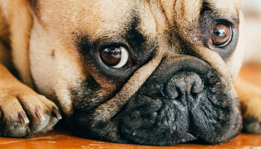 What does your dog's coat say about his health?