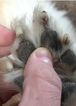 Hyperkeratosis dog treatment: how to cure your dog’s nose or paws?