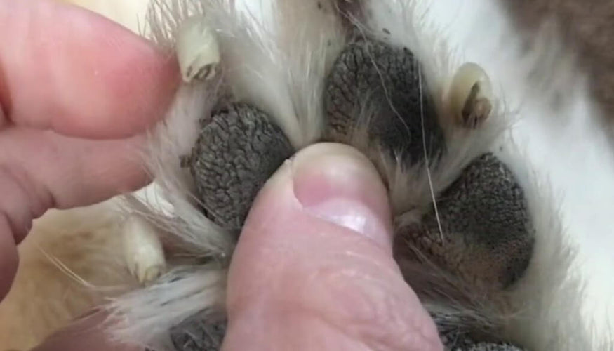 Hyperkeratosis dog treatment: how to cure your dog’s nose or paws?