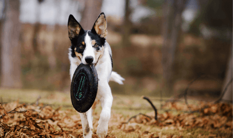 10 FUN IDEAS TO PLAY WITH THE DOG