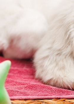 How to take care of a healthy and shiny dog ​​fur?