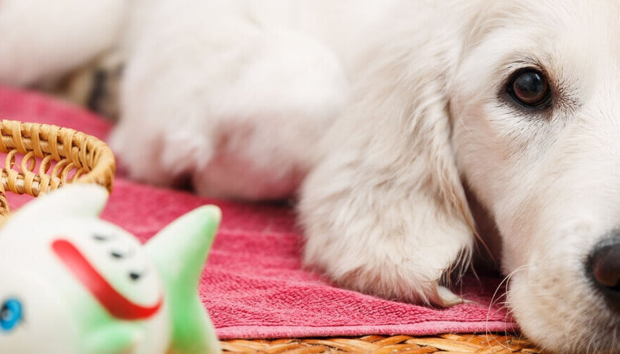 How to take care of a healthy and shiny dog ​​fur?