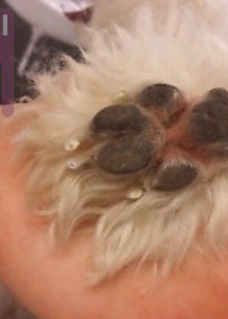 Basic dog care - a well-groomed puppy is a happy puppy