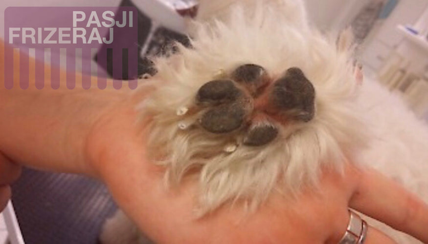 Basic dog care - a well-groomed puppy is a happy puppy