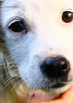 Mandatory equipment for natural dog care