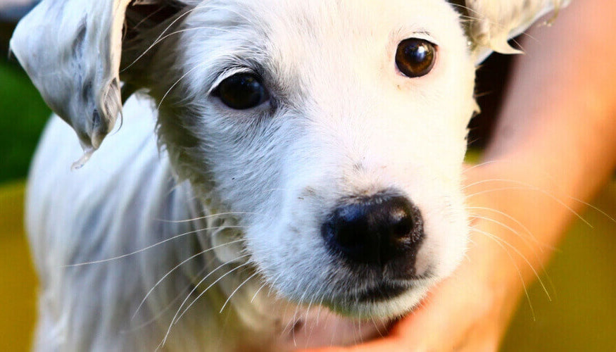 Mandatory equipment for natural dog care