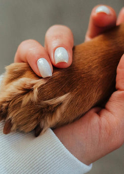 Nega Pasjih Tačk Poleti