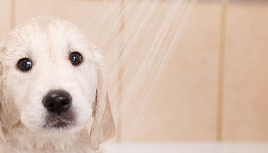 Caring for dog hair in a natural way