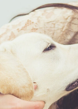 Regular grooming strengthens the bond between you and your dog!