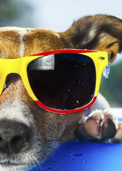 These are simple tricks to cool down and refresh your dog on hot summer days