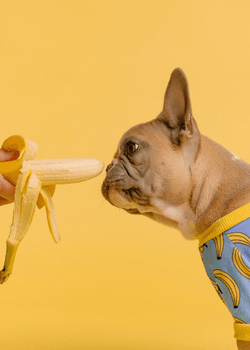 Fruits and vegetables for the dog