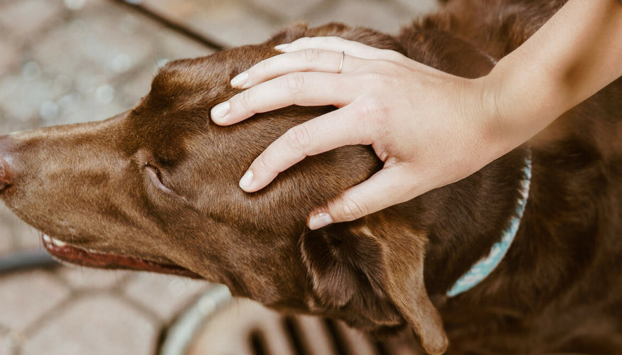 The positive impact of domestic animals on your health