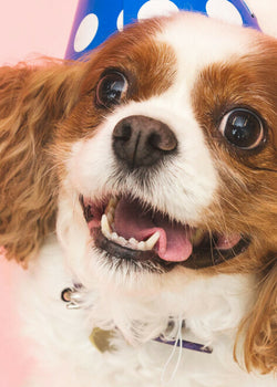 10 Fun Ways to Celebrate Your Dog's Birthday