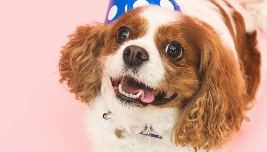10 Fun Ways to Celebrate Your Dog's Birthday