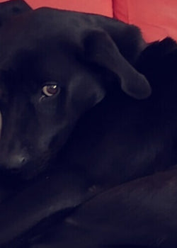 Diabetes in dogs and our experience with Ron