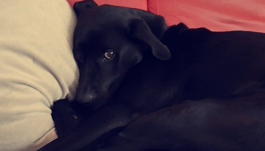 Diabetes in dogs and our experience with Ron