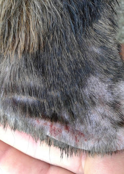 How can you best treat dry skin on dogs?