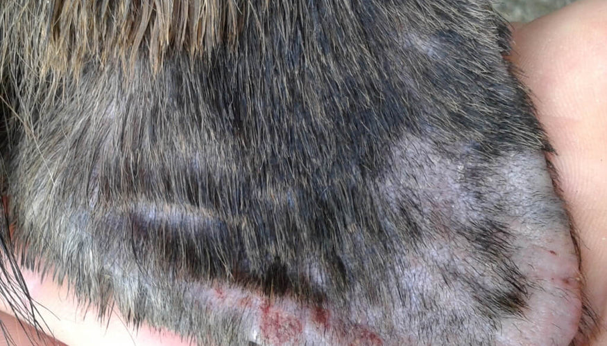 How can you best treat dry skin on dogs?