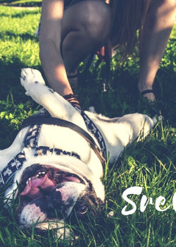 15 easy tips to make your dog happier