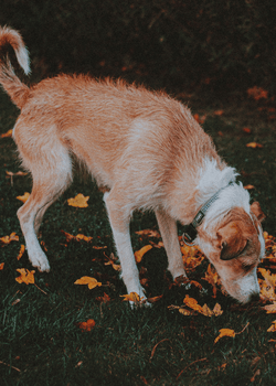 The dog poops: reasons and solutions