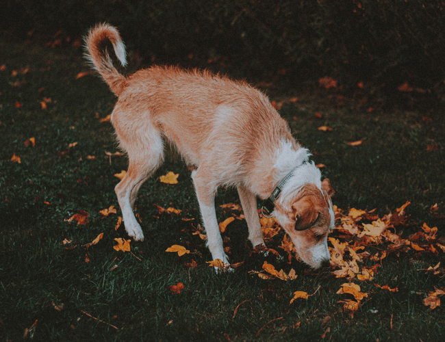 The dog poops: reasons and solutions